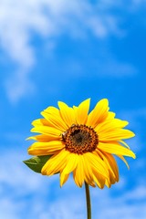 Sunflower and bee. Growing sunflower oil. Agricultural crops. Hot summer day.