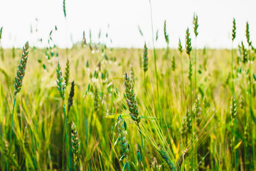 green ears of wheat, barley and rye growing in the field. Close-up.