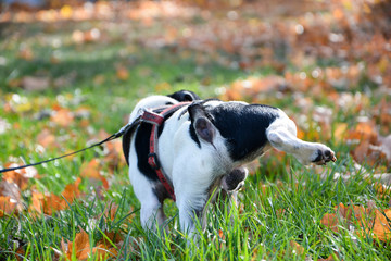  Dog of breed Jack Russell on walk, dog on leash,