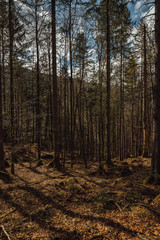 Ammergebirge forests at sunset. Ammergebirge Alps, Southern Germany.