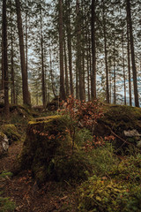 Ammergebirge forests at sunset. Ammergebirge Alps, Southern Germany.