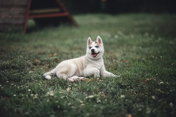 Siberian Husky Puppies