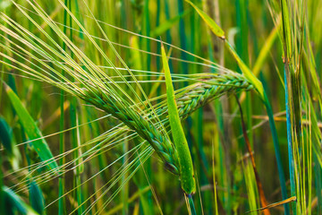 green ears of rye growing in the field. Close-up. Blue sky on the background.