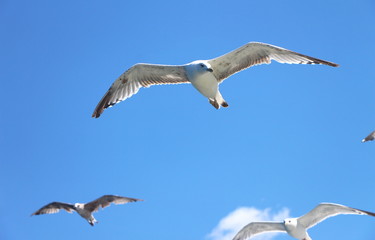 Obraz premium Seagulls