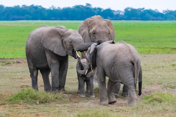Naklejka na ściany i meble A family of elephants, with a baby waiting to be nourishing, in the savannah in Africa