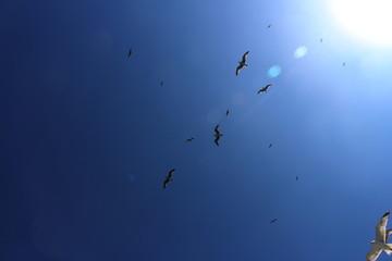 Seagulls
