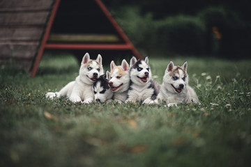 siberian husky puppy