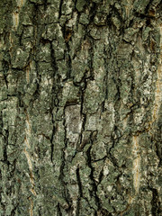 textured walnut tree bark. texturedtree bark