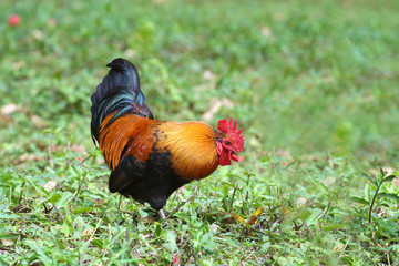 Close up of a Rooster looking for food in a grass field