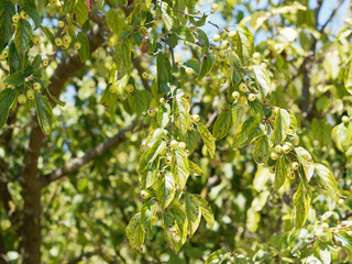 Fototapeta na wymiar Branches and foliage of Siberian crabapple with unripe light green cherries or little apples (Malus baccata)