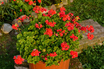 Red geranium garden and house flowers, closeup shot of geranium flowers.