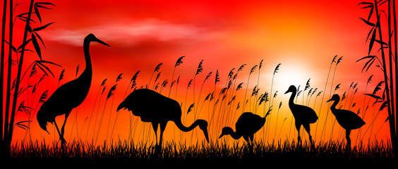 Birds cranes on sunset background. Birds cranes on sunset background. Evening, sky, sun. Birds on a background of grass, bamboo and reeds. Evening landscape. Wildlife scene