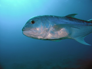 Bigeye Trevally (Caranx sexfasciatus) in Egypt