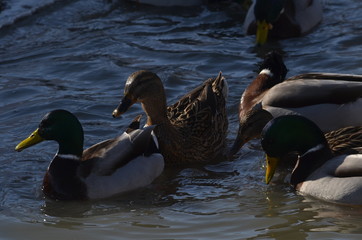 ducks in pond