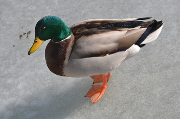 duck