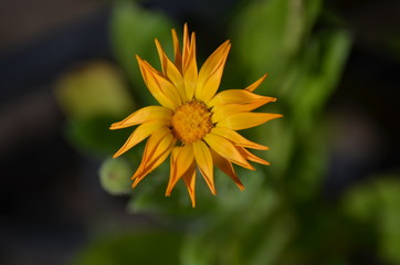 yellow flower in the garden
