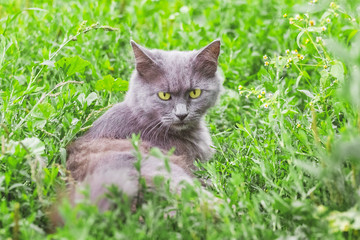 Naklejka na ściany i meble Portrait of a gray cat with a stern look. The cat sits in the grass_