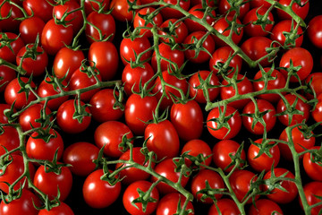 Large group of small shiny tomatoes with green stems, view from above