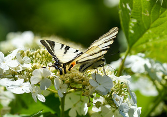 Butterfly cardui on a flower and drinks nectar with its proboscis. Background with a beautiful...