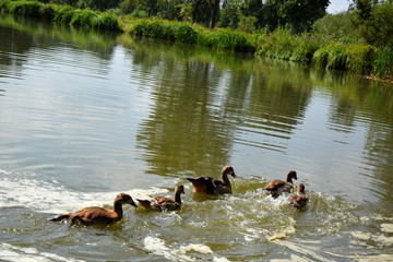 Feeding a swimming duck family on a pond in Europe