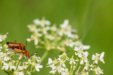 Common red soldier beetle (Rhagonycha fulva also know as Hogweed Bonking Beetle on Cow parsley wild flower