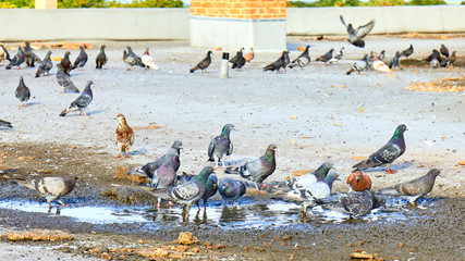 Fototapeta premium A flock of birds near the puddle drinks water