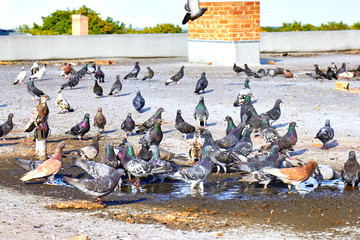 Fototapeta premium A flock of birds near the puddle drinks water