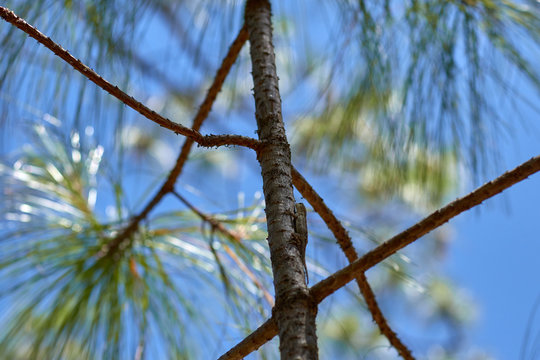 small mimetized lizard on the trunk of an ocote tree
