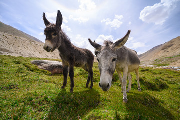 Wildlife donkeys on mountain in Jammu and Kashmir, India