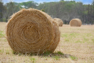 Hay Bale