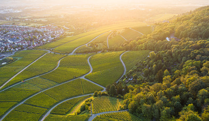 Weinberge bei Sonnenaufgang nahe Stuttgart