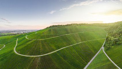 Sonnenaufgang in den Weinbergen