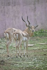 Obraz premium reindeer entertaining the visitor in zoo