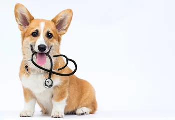 Poster veterinarian puppy sits and looks, breed welsh corgi pembroke © Happy monkey