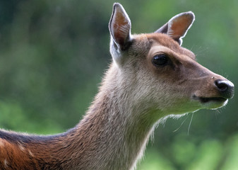 Deer