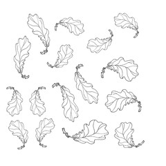  isolated  monochrome  set of oak leaves on white  background