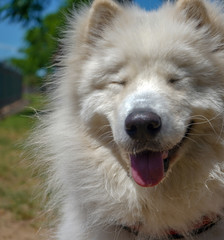 Fototapeta premium Samoyedo perro blanco sonriente, simpatico y gracioso de día en un parque