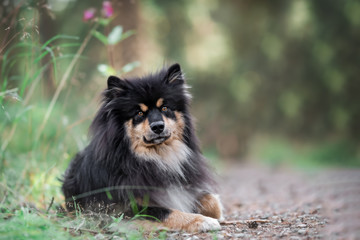 Finnischer Lapphund Portait 300 DPI