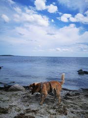 australian cattle dog on the beach from the island rügen with blue baltic sea and cloud sky