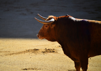 horns of bull