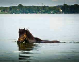 Ein Pferd badet allein in einem großen See und erfrischt sich im Sommer