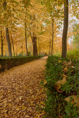 Trees with brown leaves in the garden of the Parterre in autumn