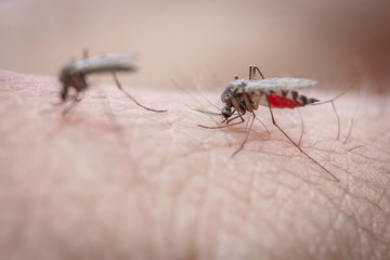 Aedes Mosquitoes bite skin. Dengue disease. Mosquitoes sucking red blood.