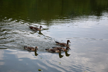 Feeding a swimming duck family on a pond in Europe