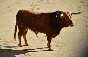 toro español
