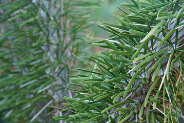 Closeup of small spines of Octopus tree shrub - Didierea madagascariensis, endemic to southwestern Madagascar