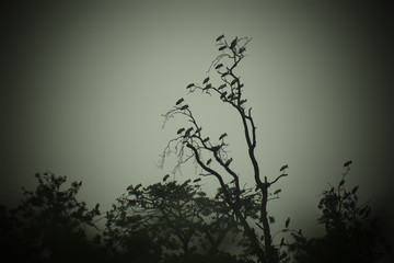 silhouette of a tree