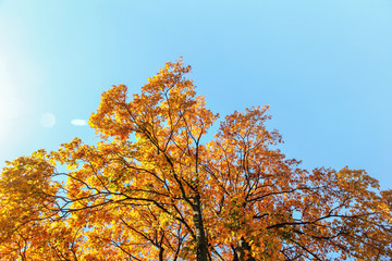 Fototapeta na wymiar Bright orange yellow autumn leaves on treetop against clear blue sky.