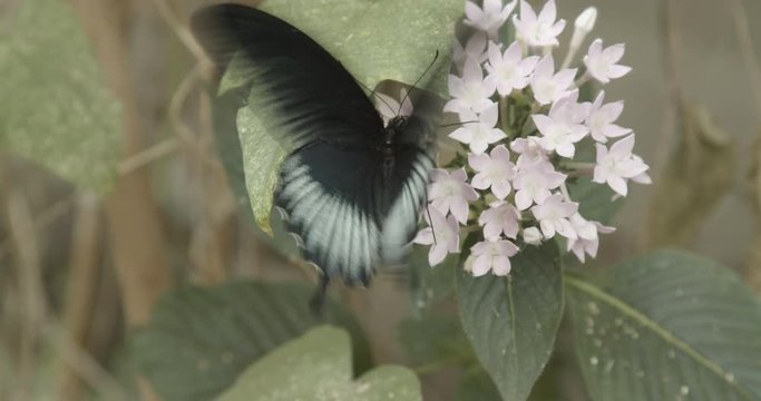 Black and white butterfly moving wing fast on flowers