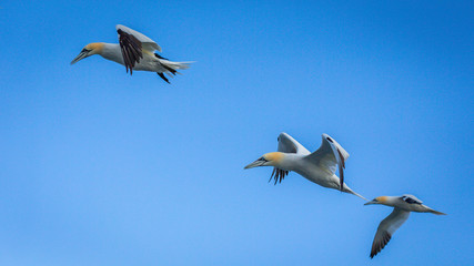 Northern Gannet In Flight